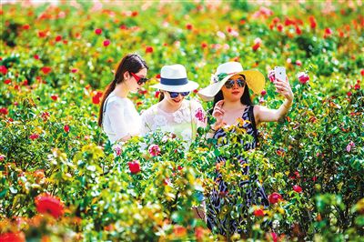 游客在三亚玫瑰谷游玩。本报记者